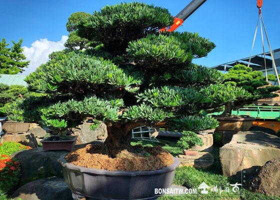 49b1fe79 2774 48ec 8f5d 6961a737d3b7 [羅漢松] 大型盆景.整理 成品(Complete Bonsai)