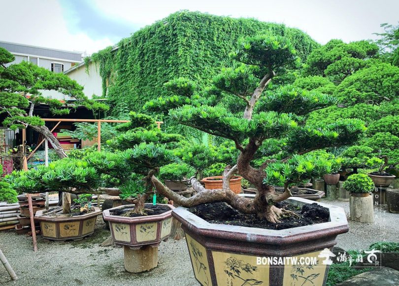 4b248062 ef38 4958 97d0 ad995dbd89f0 [晶鑽羅漢松] 整理 晶鑽羅漢松(Diamond Podocarpus costalis)