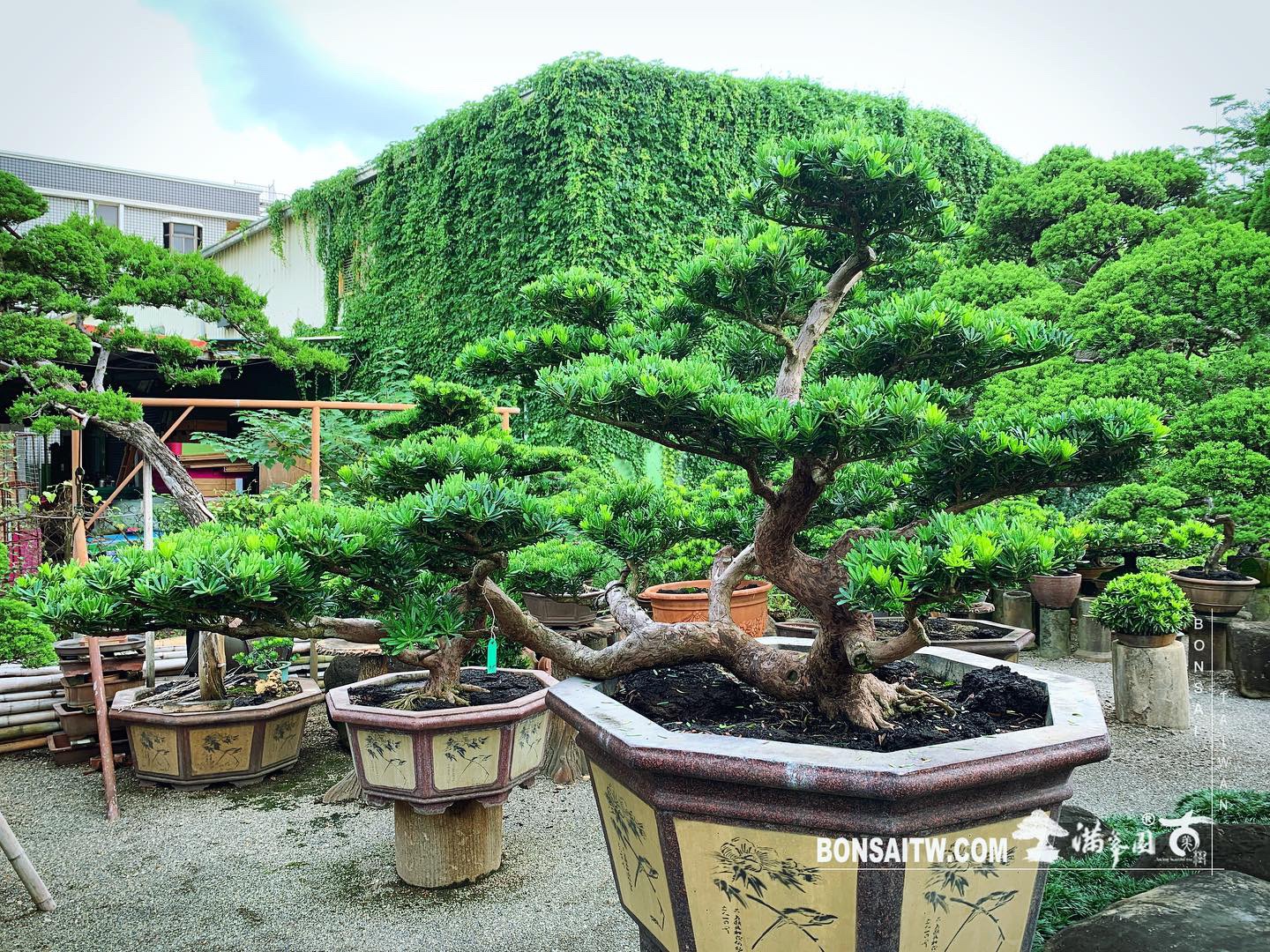 4b248062 ef38 4958 97d0 ad995dbd89f0 [晶鑽羅漢松] 整理 晶鑽羅漢松(Diamond Podocarpus costalis)