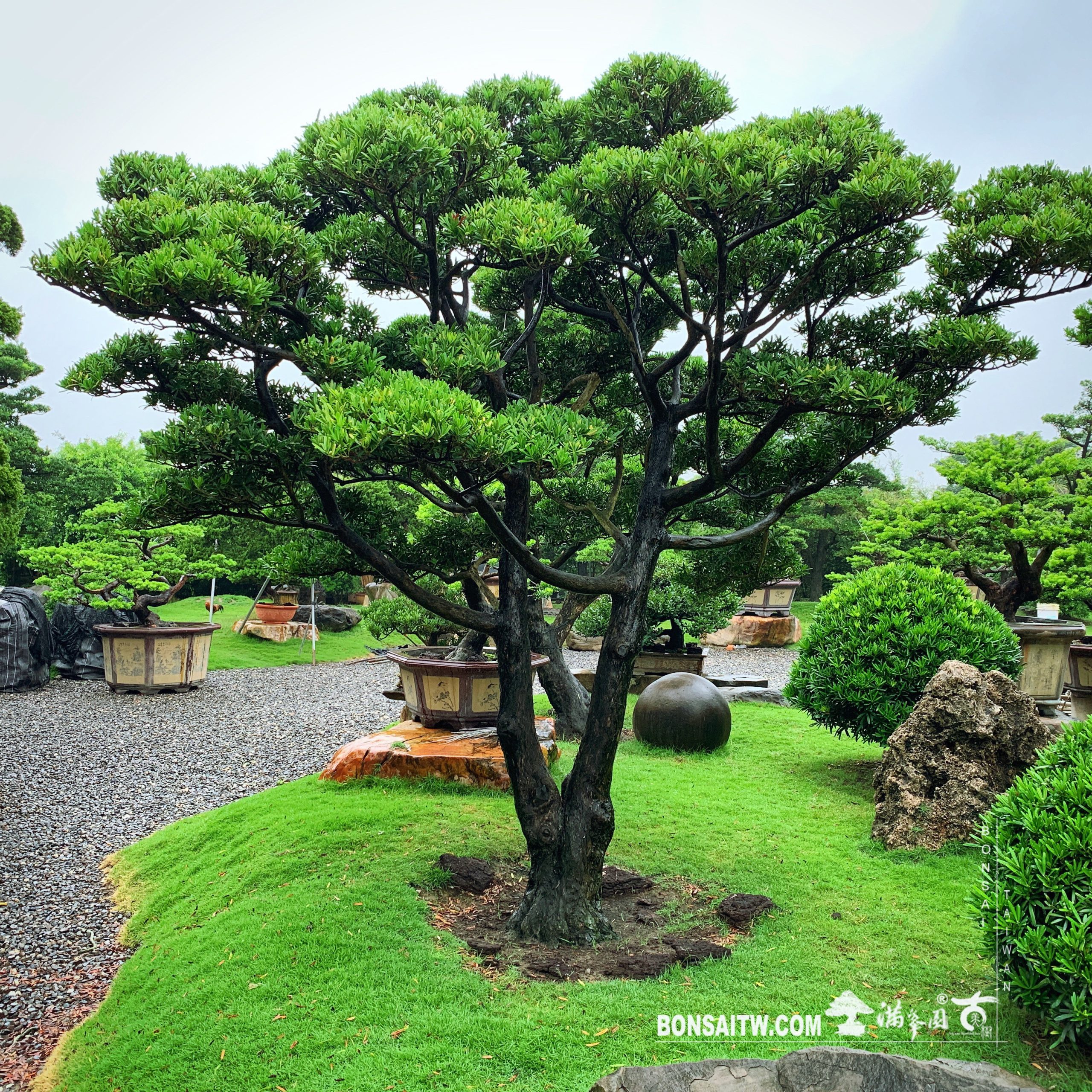 627844aa 6d41 401a 8883 bdede6254351 [羅漢松] 庭園樹.整理 大型庭園樹專區(Garden Tree)