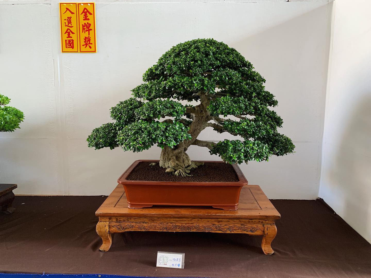 6567e821 1967 4bff 8eed 989d863c62d5 [展覽] 2019高雄市後勁盆栽藝術協會.盆栽展