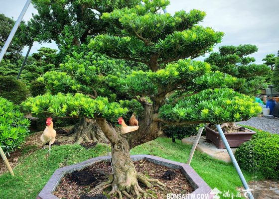 6d38349e 5f6f 43cc a115 b96b5271e80d [晶鑽羅漢松] 大型盆景.整理 晶鑽羅漢松(Diamond Podocarpus costalis)