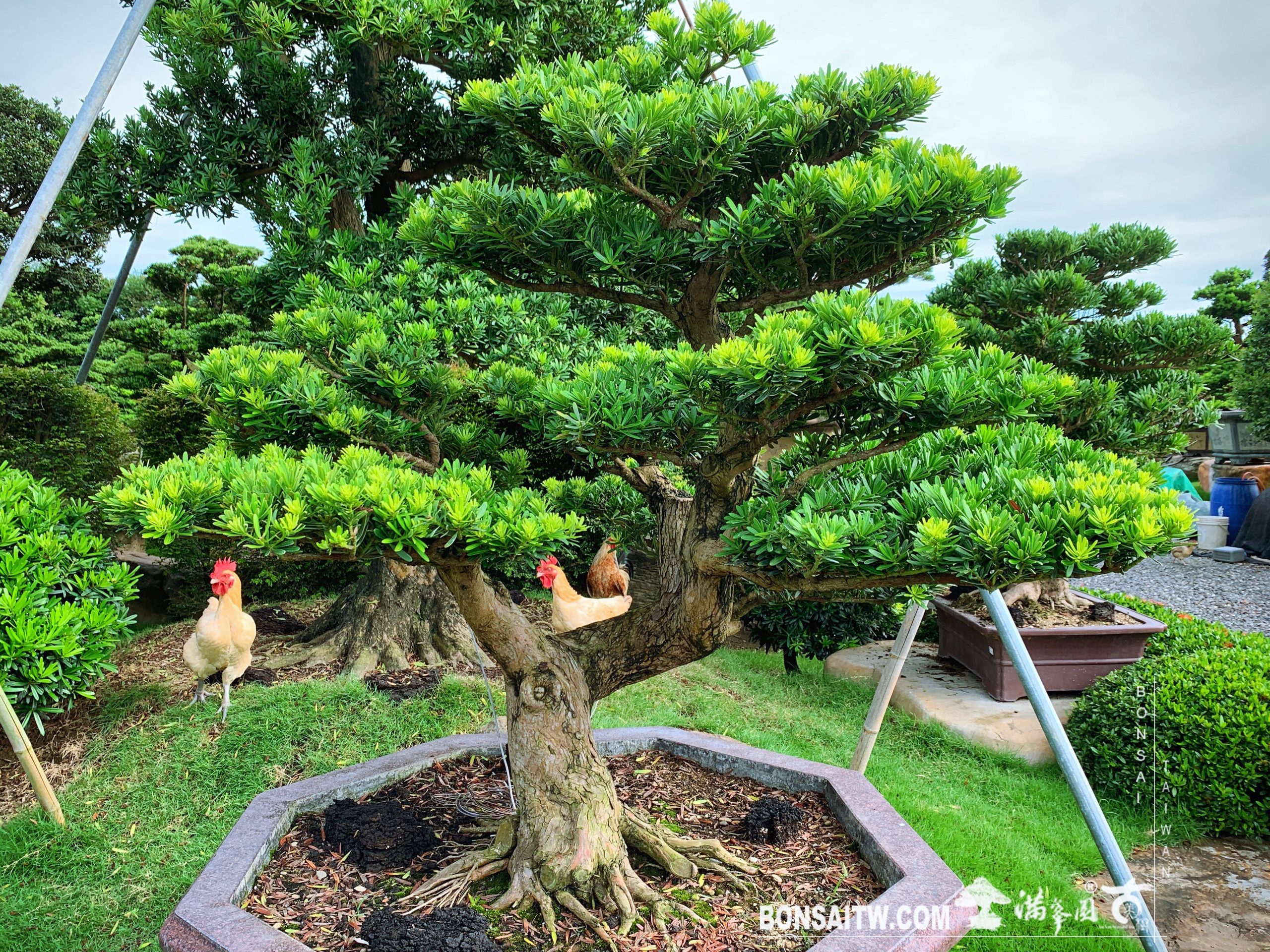 6d38349e 5f6f 43cc a115 b96b5271e80d [晶鑽羅漢松] 大型盆景.整理 晶鑽羅漢松(Diamond Podocarpus costalis)