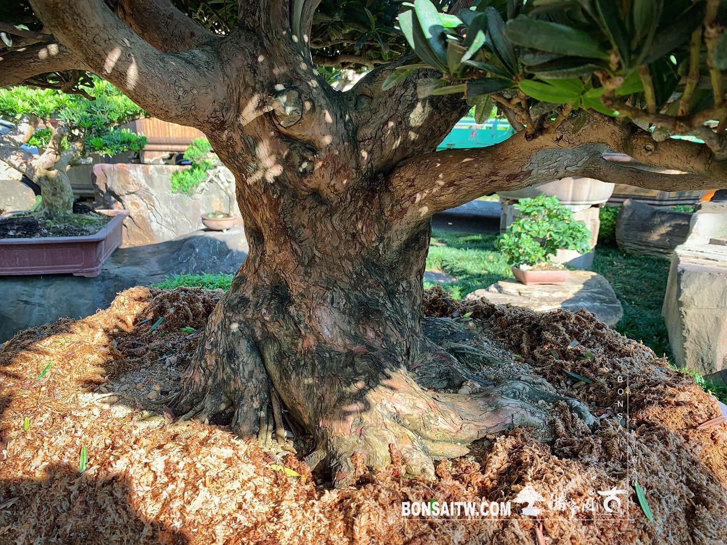 7474553b 8a83 4932 ba38 cadce70e2a22 [羅漢松] 大型盆景.整理