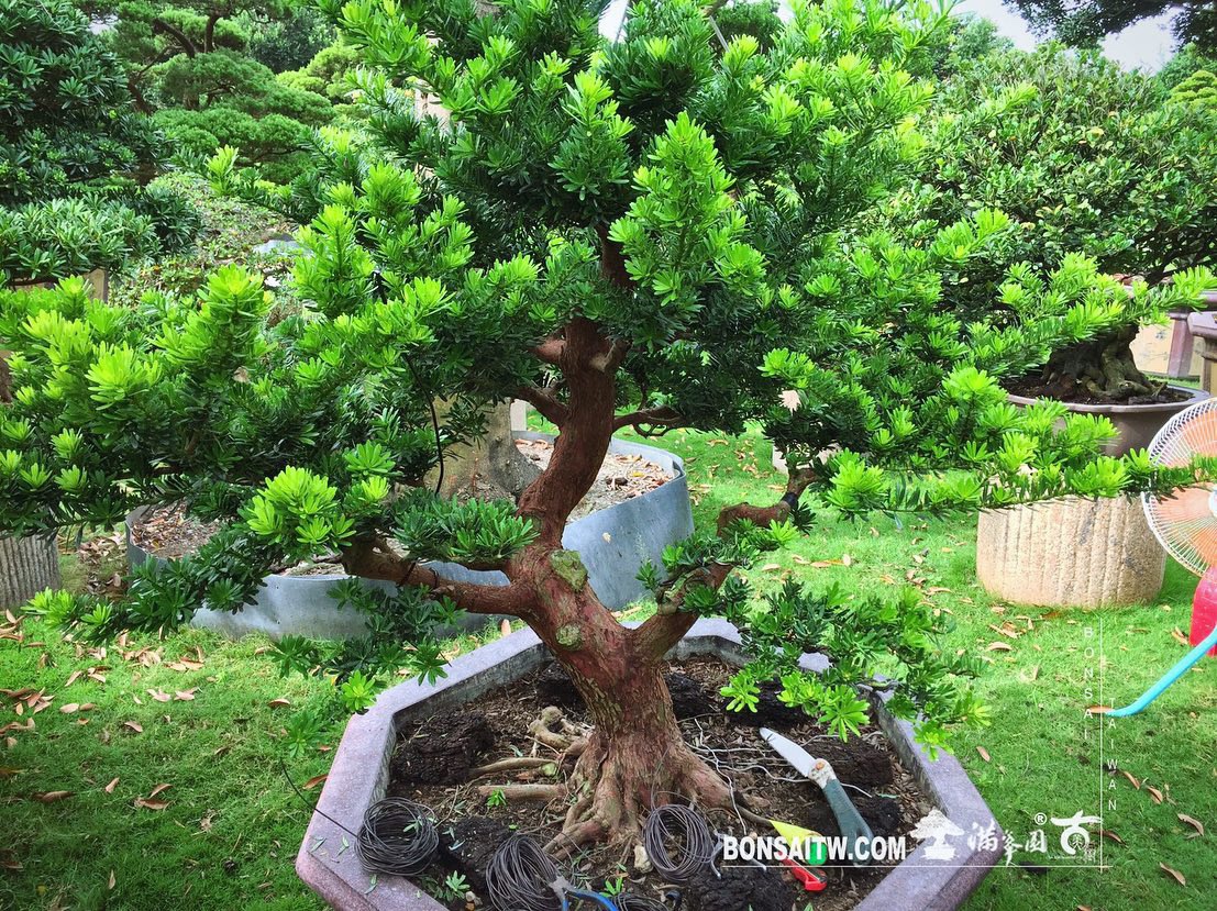 7a0ad4b6 dee3 494d 91ae 3463791f2121 [晶鑽羅漢松] 大型盆景.整理整枝 羅漢松(Podocarpus costalis)