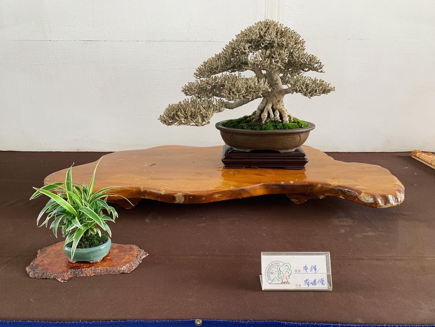 7e5d6567 11cf 4616 8889 f629314dd137 [展覽] 2019高雄市後勁盆栽藝術協會.盆栽展