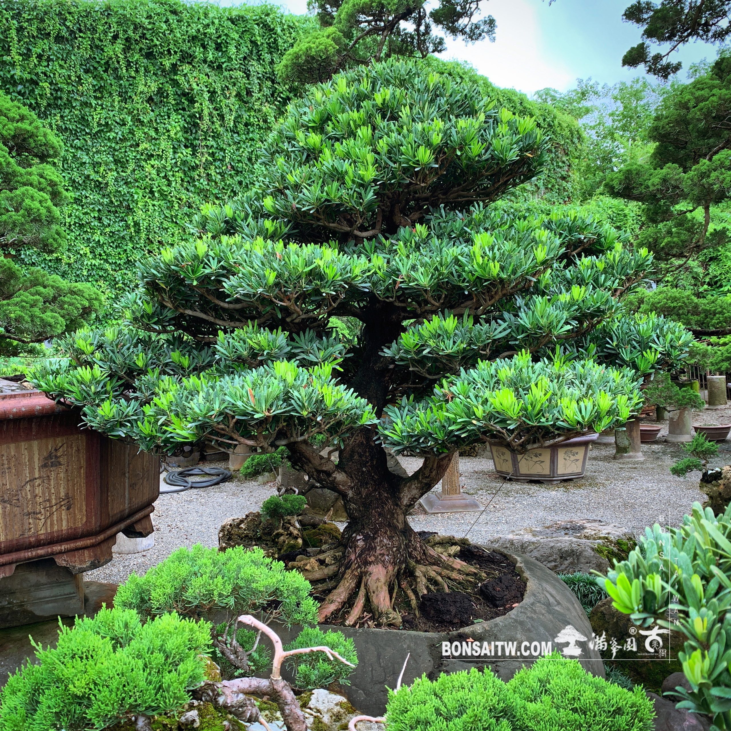 7eaaa3a6 8a18 4ad1 8854 10c6a44601bd [羅漢松] 超大型盆景.整理