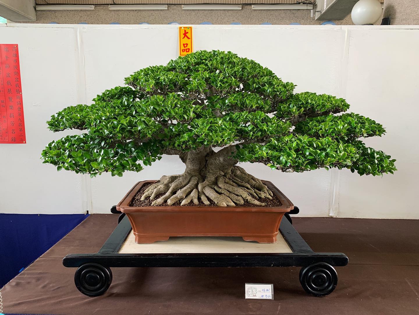 862c56fe 32fe 431a 93b2 19d2f810f0e6 [展覽] 2019高雄市後勁盆栽藝術協會.盆栽展