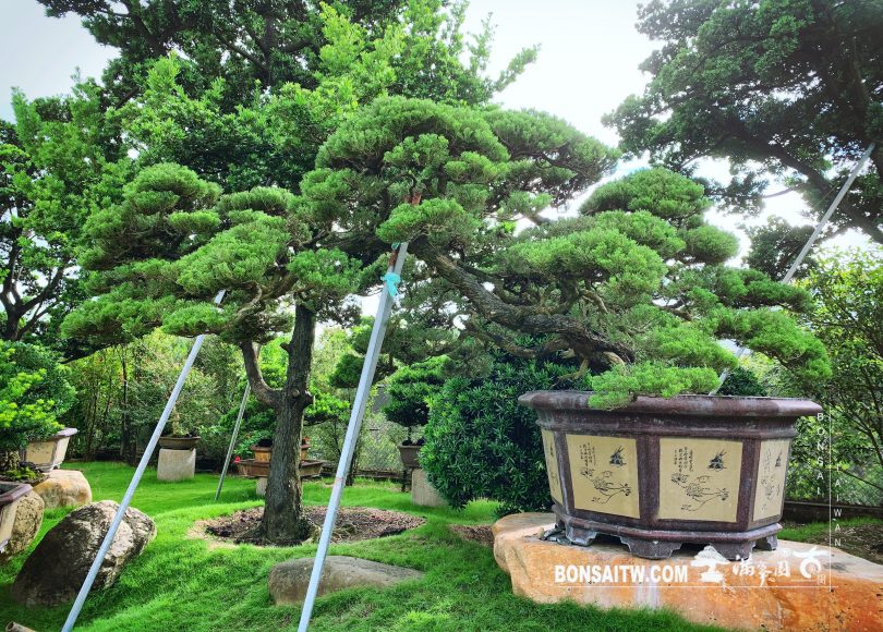 8ac5b8fd 2ee0 4daf 9800 ca97b7aac8dd [真柏] 庭園樹.整理 大型庭園樹專區(Garden Tree)