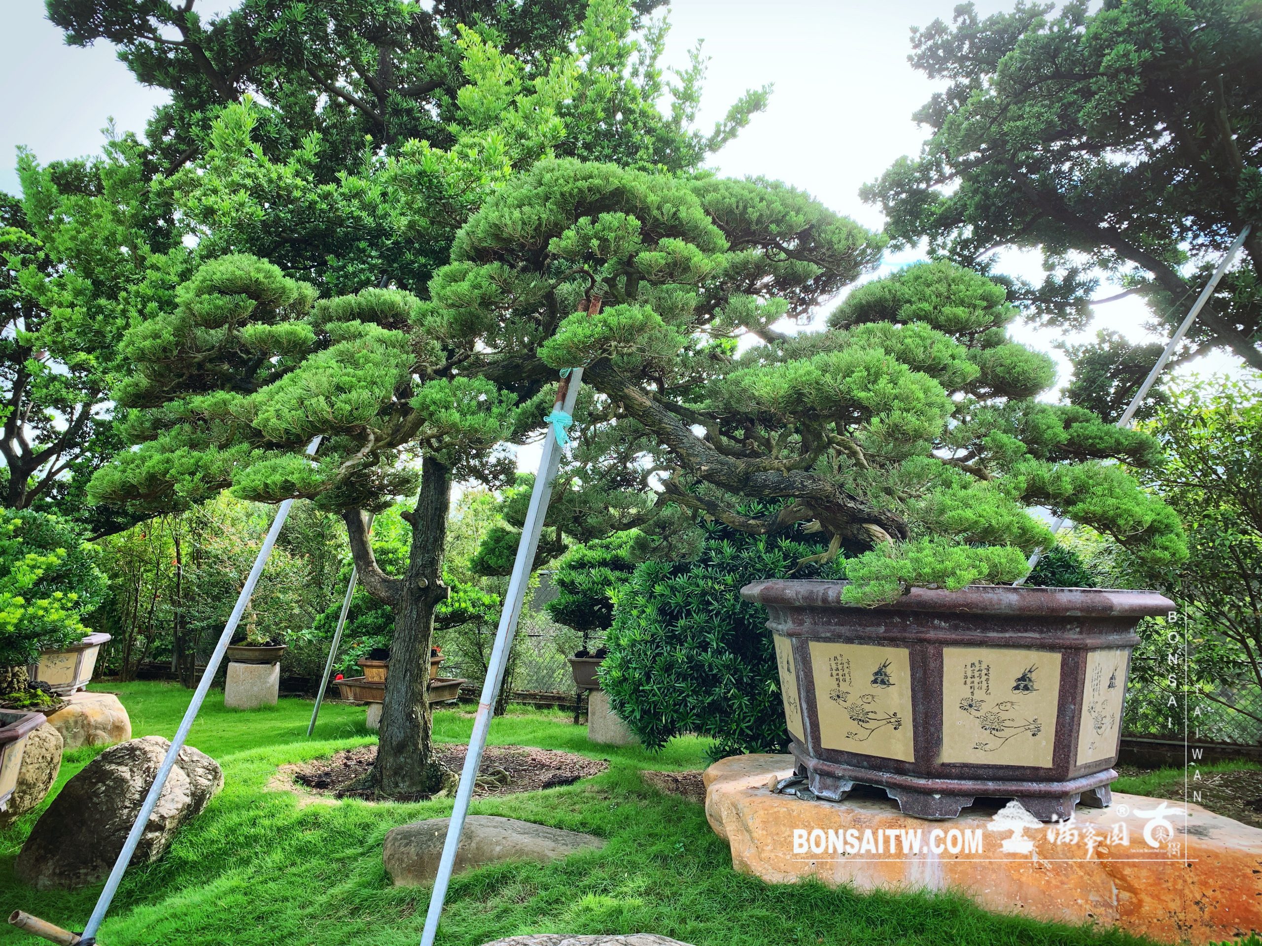 8ac5b8fd 2ee0 4daf 9800 ca97b7aac8dd [真柏] 庭園樹.整理 大型庭園樹專區(Garden Tree)