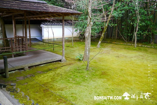 P1060941 [日本庭園]高桐院．京都 日本庭園(Japanese Garden)