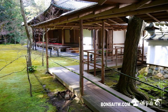 P1060955 [日本庭園]高桐院．京都 日本庭園(Japanese Garden)