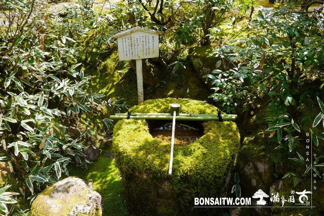 P1060971 [日本庭園]高桐院．京都 日本庭園(Japanese Garden)