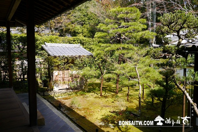 P1060990 [日本庭園]高桐院．京都 日本庭園(Japanese Garden)