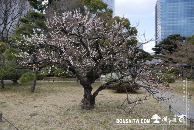 P1240882 [日本庭園]浜離宮恩賜庭園．東京