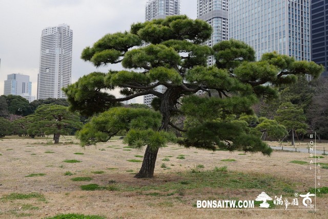 P1240892 [日本庭園]浜離宮恩賜庭園．東京