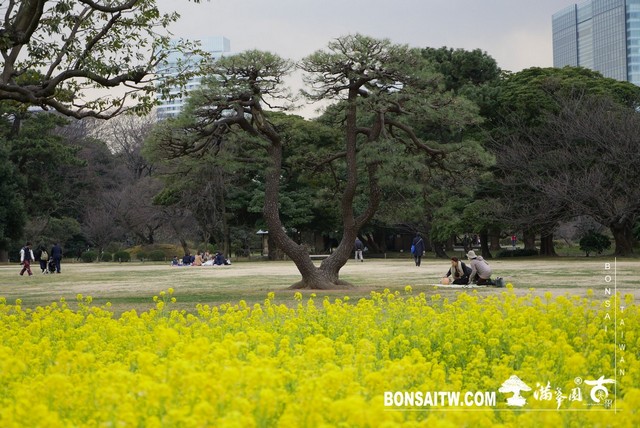 P1240909 [日本庭園]浜離宮恩賜庭園．東京