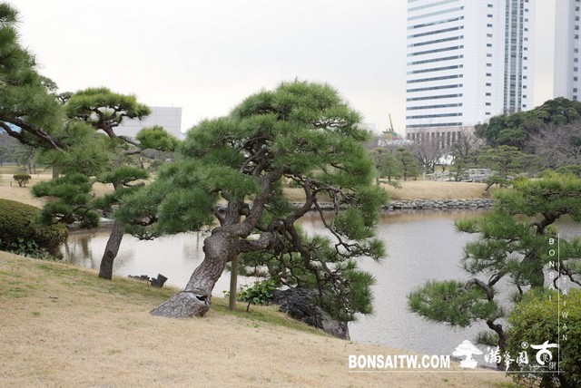 P1240925 [日本庭園]浜離宮恩賜庭園．東京