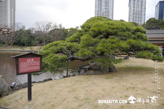 P1240928 [日本庭園]浜離宮恩賜庭園．東京