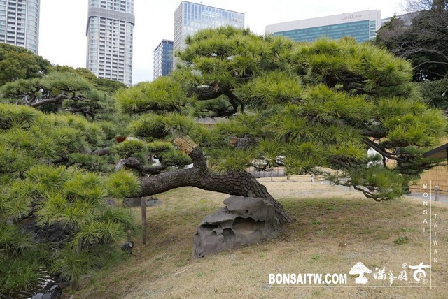 P1240931 [日本庭園]浜離宮恩賜庭園．東京