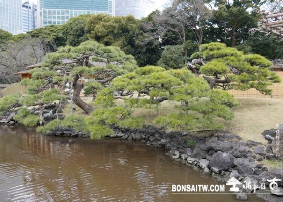 P1240934 [日本庭園]浜離宮恩賜庭園．東京 東京