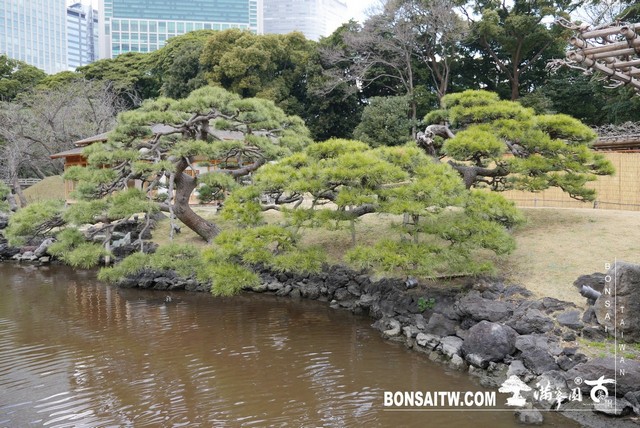 P1240934 [日本庭園]浜離宮恩賜庭園．東京
