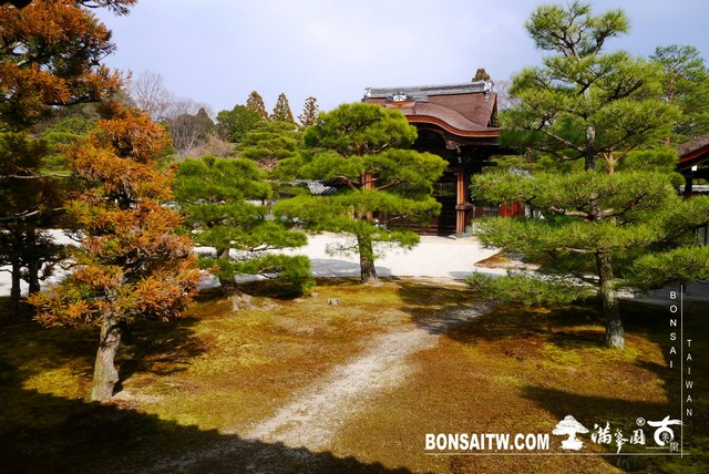 P1360620 [日本庭園]仁和寺．京都