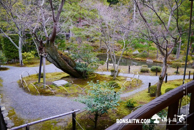 P1360870 [日本庭園]等持院．京都(1)