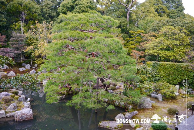 P1360890 [日本庭園]等持院．京都(2)