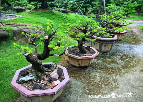 a5f6cb43 56b4 45f9 ab83 ab66aa6527fd [晶鑽羅漢松] 培養中的晶鑽羅漢松 羅漢松(Podocarpus costalis)