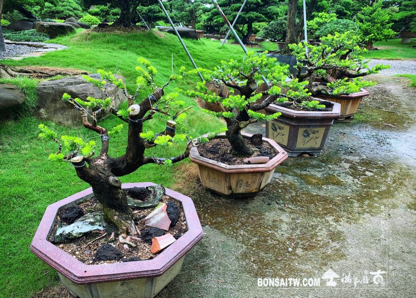 a5f6cb43 56b4 45f9 ab83 ab66aa6527fd [晶鑽羅漢松] 培養中的晶鑽羅漢松 晶鑽羅漢松(Diamond Podocarpus costalis)