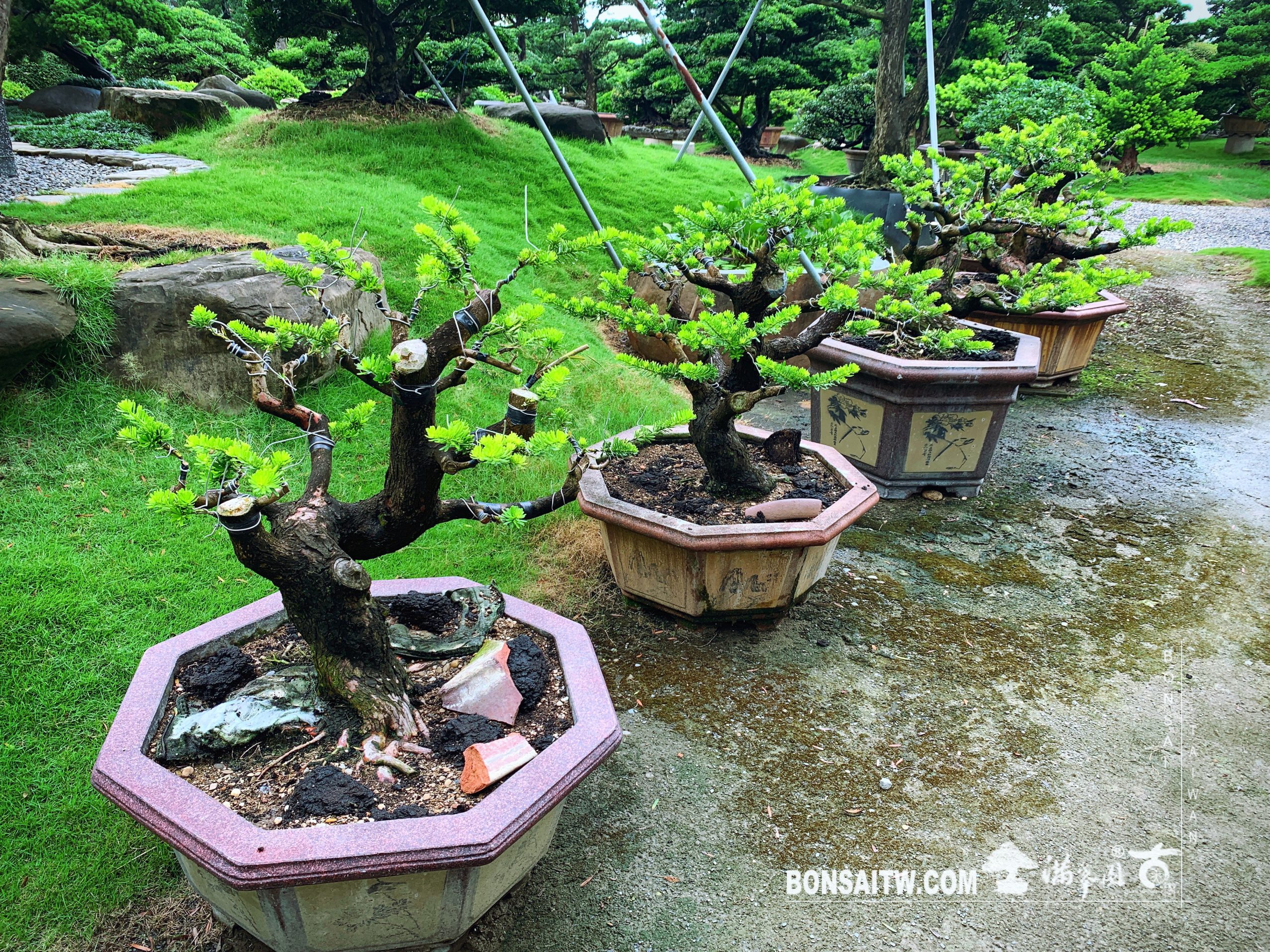 a5f6cb43 56b4 45f9 ab83 ab66aa6527fd [晶鑽羅漢松] 培養中的晶鑽羅漢松 晶鑽羅漢松(Diamond Podocarpus costalis)