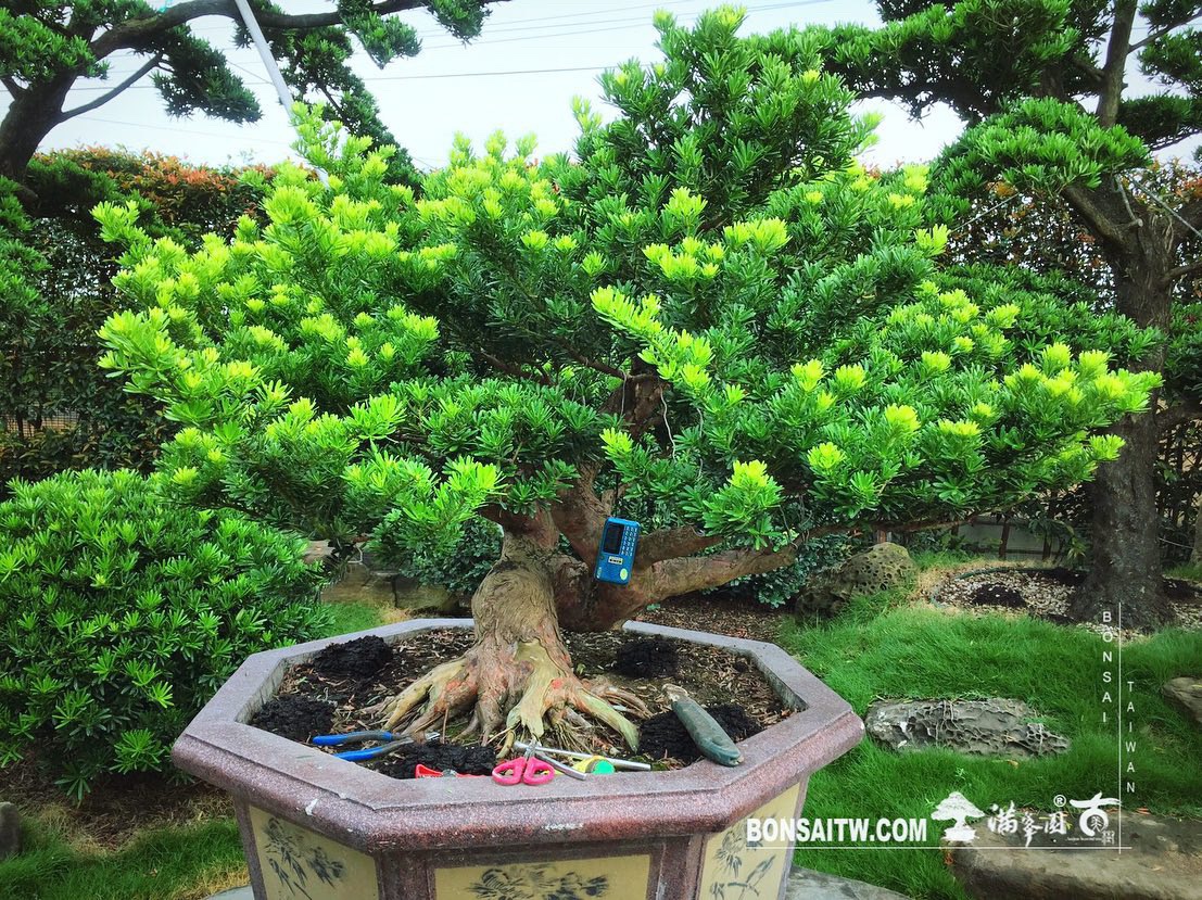adc3e87b 0cce 4132 8307 ca586a913dd4 [晶鑽羅漢松] 整理整枝 晶鑽羅漢松(Diamond Podocarpus costalis)