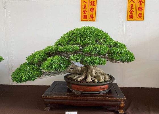 b29ded5a 9846 45b6 bc63 7743fc258de0 [展覽] 2019高雄市後勁盆栽藝術協會.盆栽展 展覽(Exhibition)