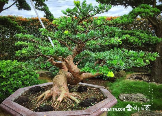 b3a42e79 5b90 40d5 8201 b7f3a589dc3e [晶鑽羅漢松] 整理整枝 整枝