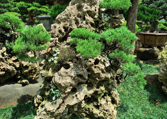 b3f00af9 f836 48b5 8ffd 4f406dc3057d [附石]整理 Rock with tree 附石盆景(rock with tree)