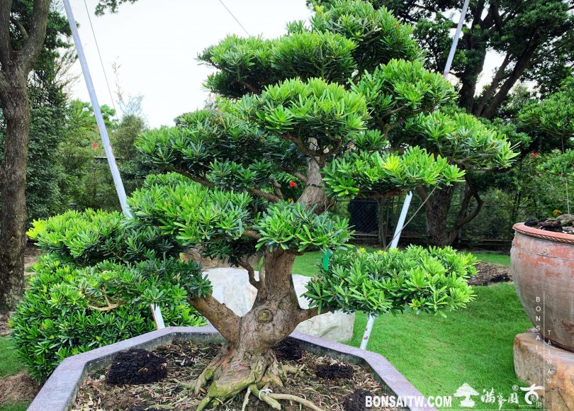 c239bb9f 3a42 435b 9e1c a1ee543a3af7 [晶鑽羅漢松]大型盆景.整理 晶鑽羅漢松(Diamond Podocarpus costalis)