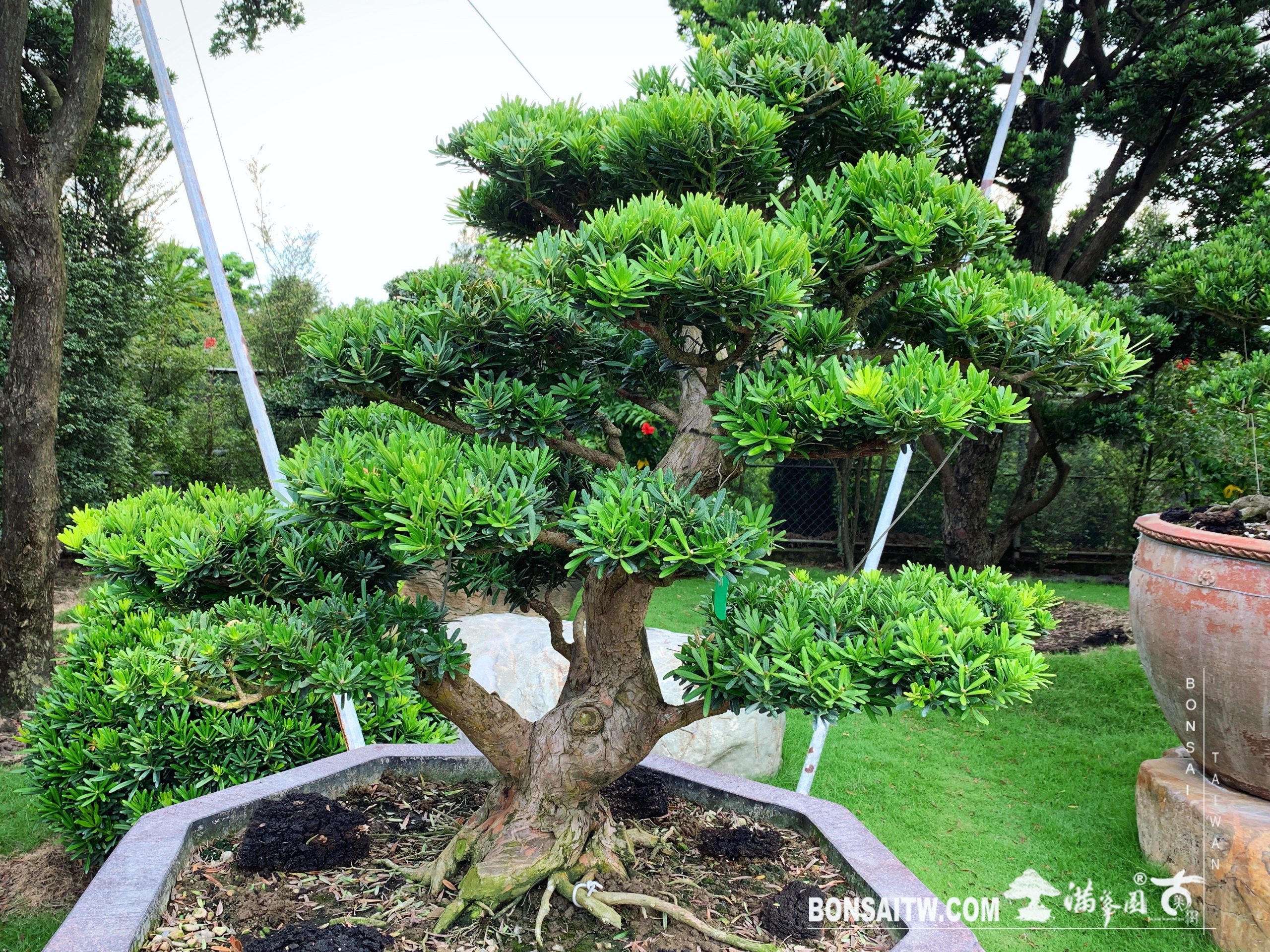 c239bb9f 3a42 435b 9e1c a1ee543a3af7 [晶鑽羅漢松]大型盆景.整理 晶鑽羅漢松(Diamond Podocarpus costalis)