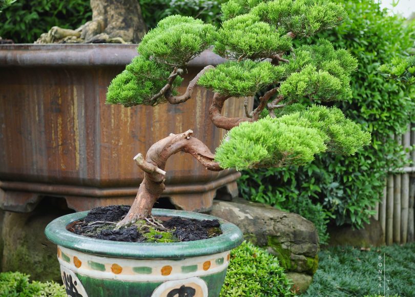 c749dd49 896a 454f b107 2962cf8bd013 [真柏] 榮華富貴