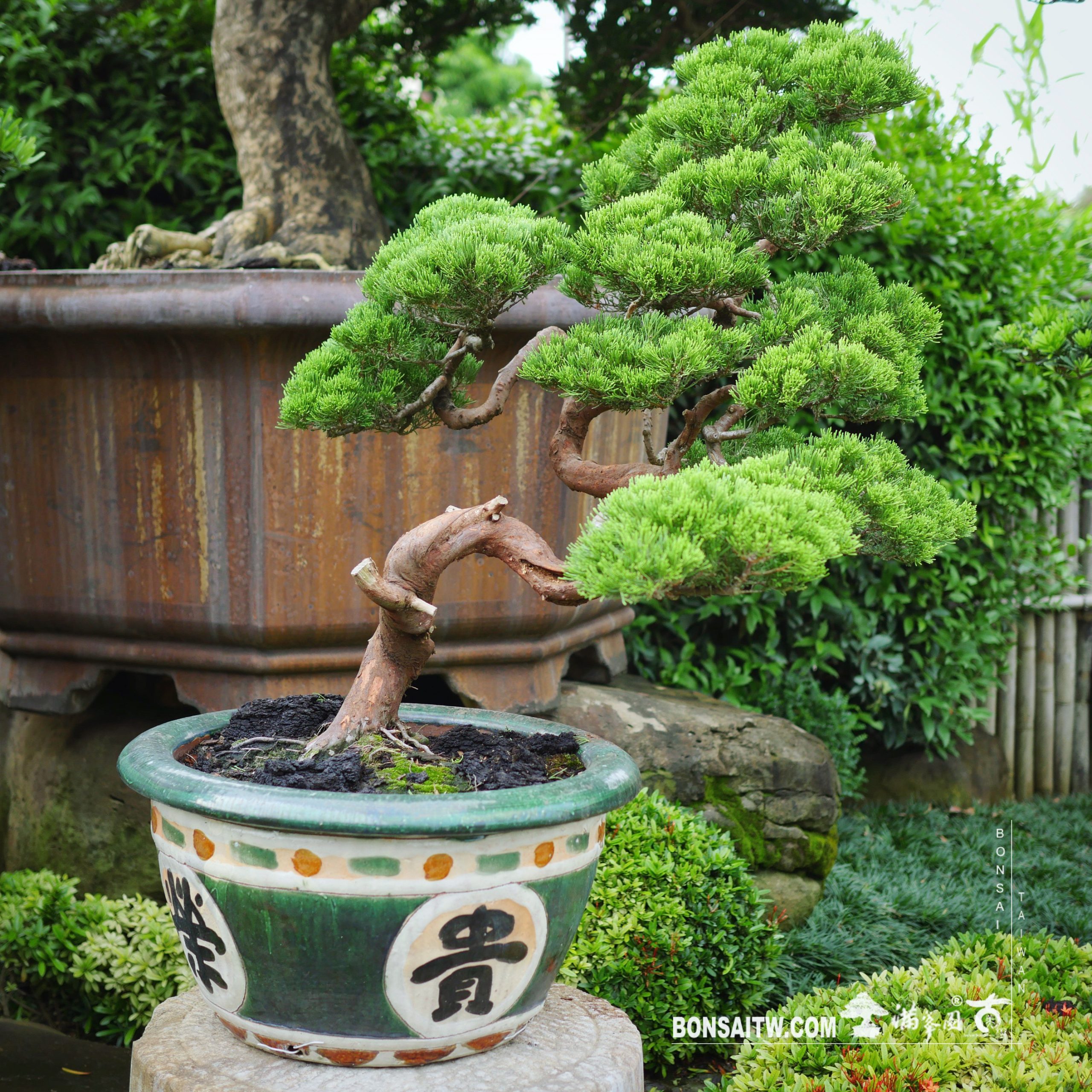 c749dd49 896a 454f b107 2962cf8bd013 [真柏] 榮華富貴