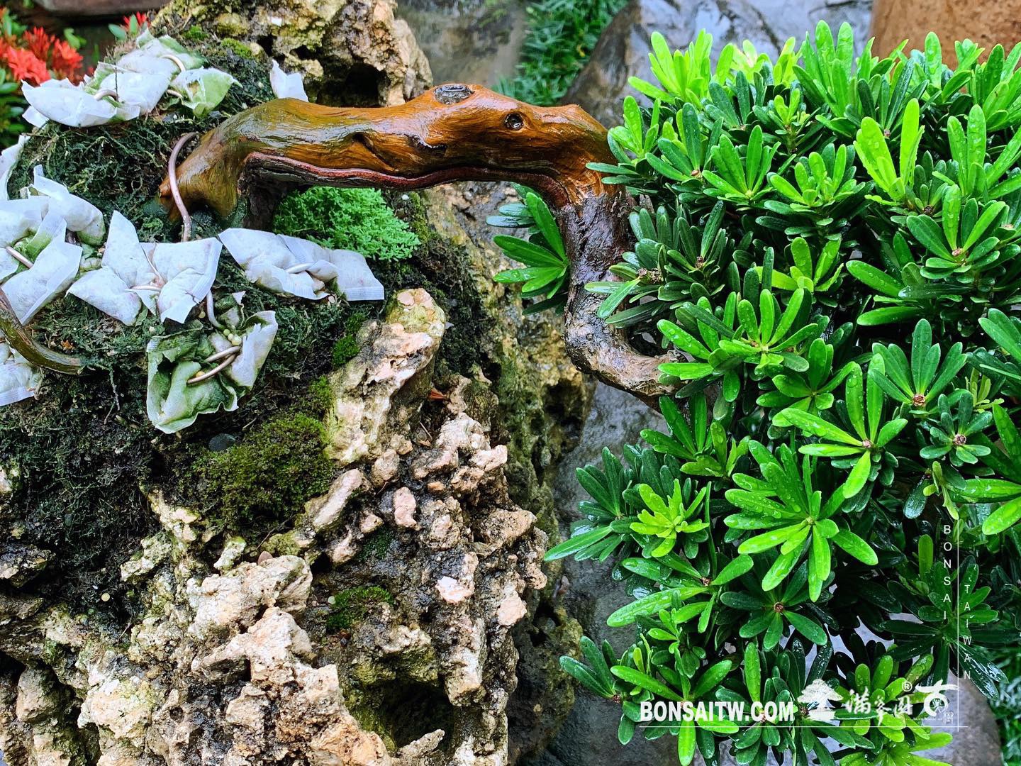 c7ebed15 b9fc 4dea a91b 9cdd83221dba [晶鑽羅漢松]附石.整理 晶鑽羅漢松(Diamond Podocarpus costalis)