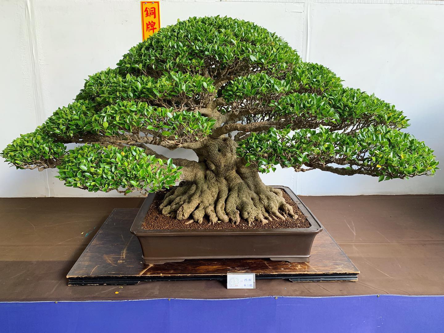 d21457b6 1fc5 4228 99df fc8b237ea9e7 [展覽] 2019高雄市後勁盆栽藝術協會.盆栽展