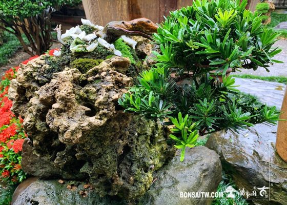 d274593a 84d2 4398 bb46 0dce7bd0d308 [晶鑽羅漢松]附石.整理 附石盆景(rock with tree)