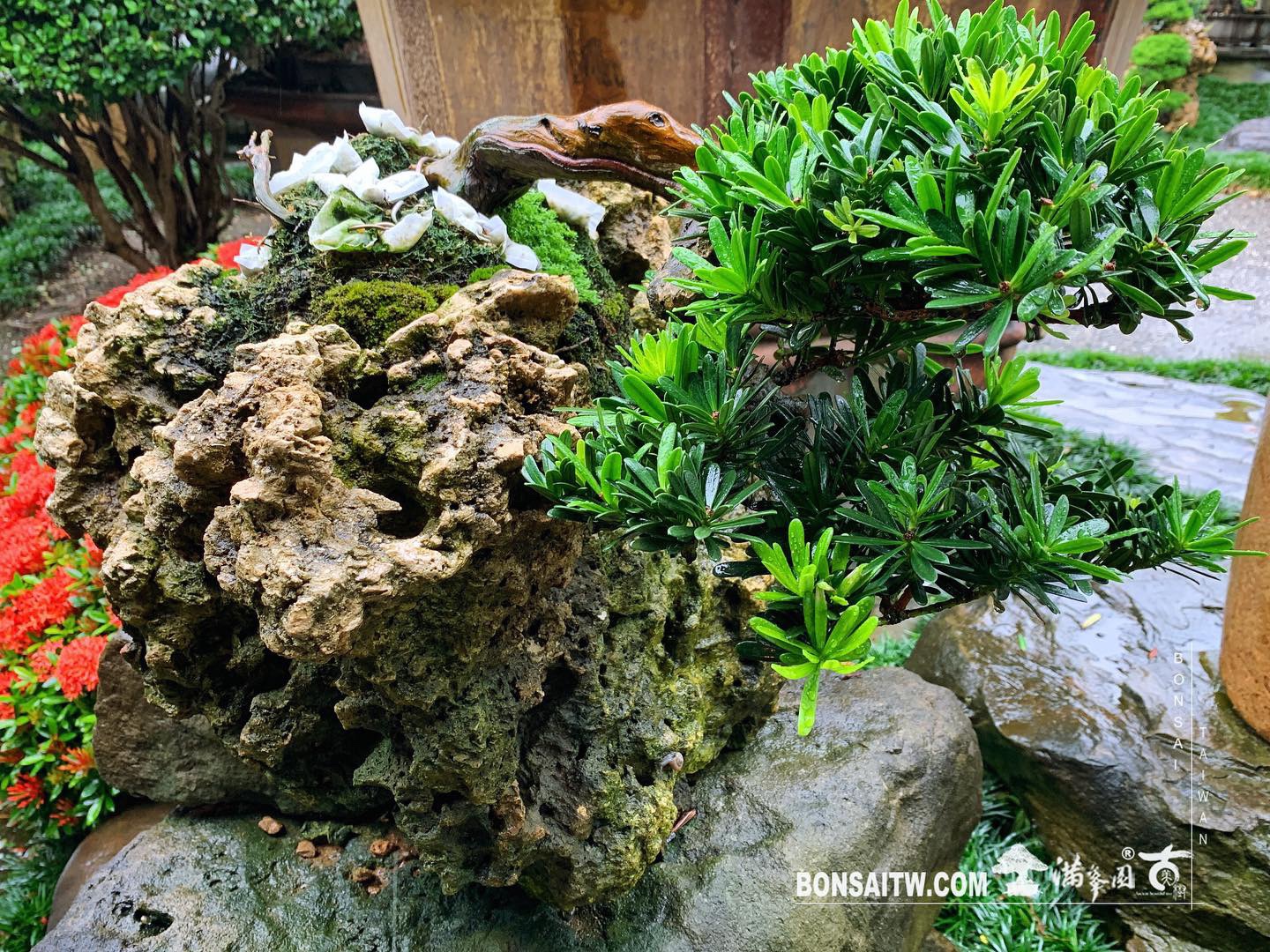 d274593a 84d2 4398 bb46 0dce7bd0d308 [晶鑽羅漢松]附石.整理 晶鑽羅漢松(Diamond Podocarpus costalis)