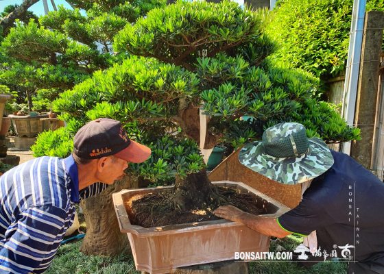d4c619ee 49d5 49e1 915b 73dbd3b4c93e [羅漢松] 大型盆景.換盆 成品(Complete Bonsai)
