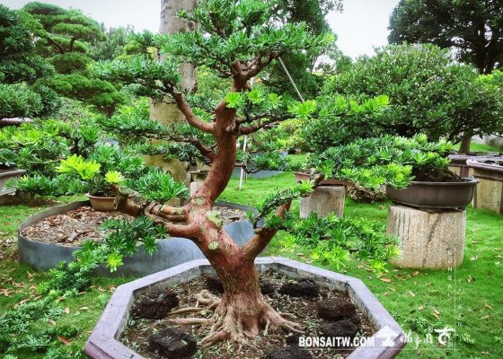 d879bfbb 8c52 49c2 8992 55f7b4164444 [晶鑽羅漢松] 大型盆景.整理整枝 整枝