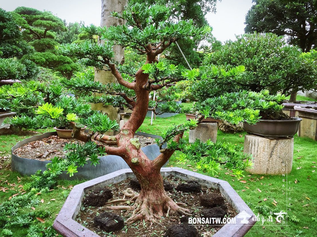 d879bfbb 8c52 49c2 8992 55f7b4164444 [晶鑽羅漢松] 大型盆景.整理整枝 羅漢松(Podocarpus costalis)
