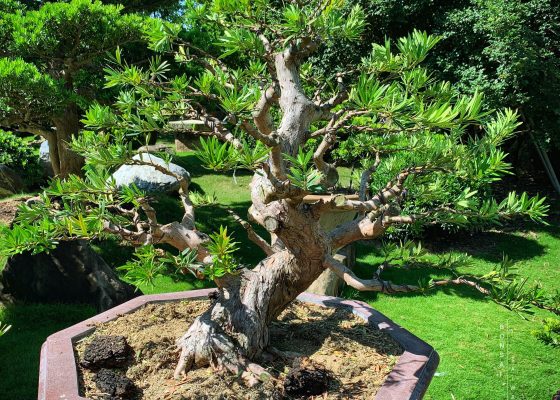 e2bdc012 bf80 4460 9e3e 0905b6fd6bf9 [紅芽羅漢松] 大型盆景.整理整枝 紅芽羅漢松