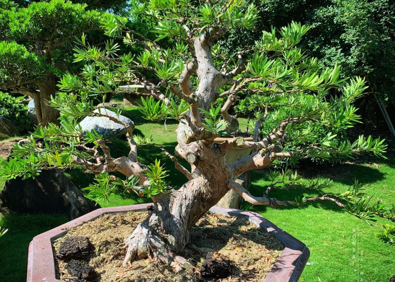 e2bdc012 bf80 4460 9e3e 0905b6fd6bf9 [紅芽羅漢松] 大型盆景.整理整枝