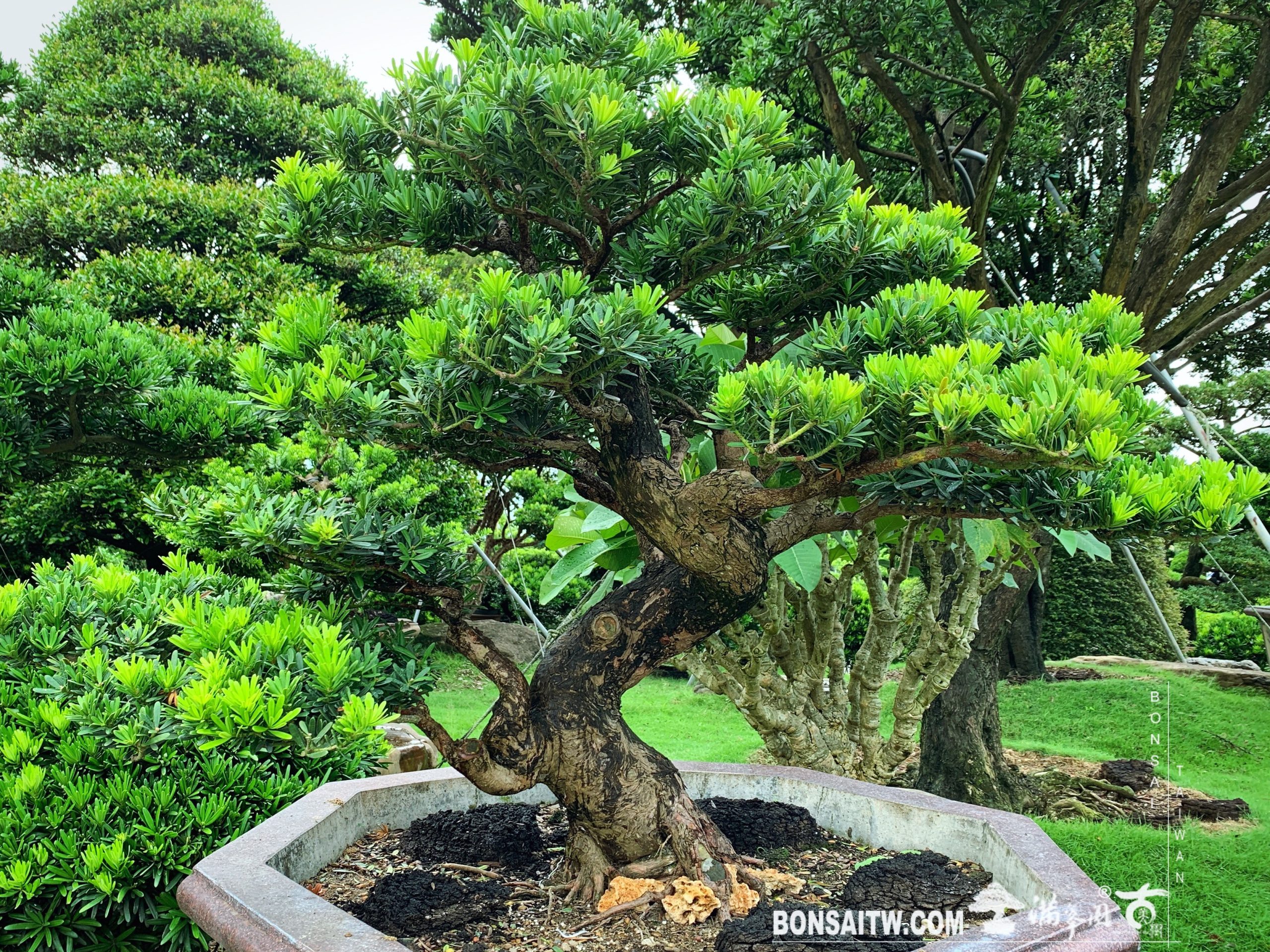 e3c77d30 021f 43fd b91a 9f9a78786e2b [晶鑽羅漢松]唯一不變的真理，就是隨時在改變。 晶鑽羅漢松(Diamond Podocarpus costalis)